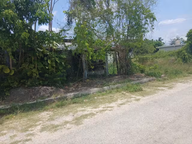 El predio está lleno de maleza y presuntamente se ha convertido en nido de alimañas y mosquitos.