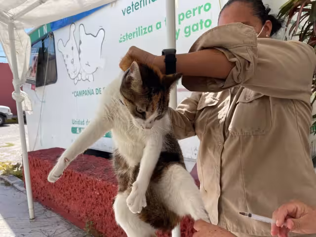 La campaña es gratuita y está dirigida a perros y gatos.