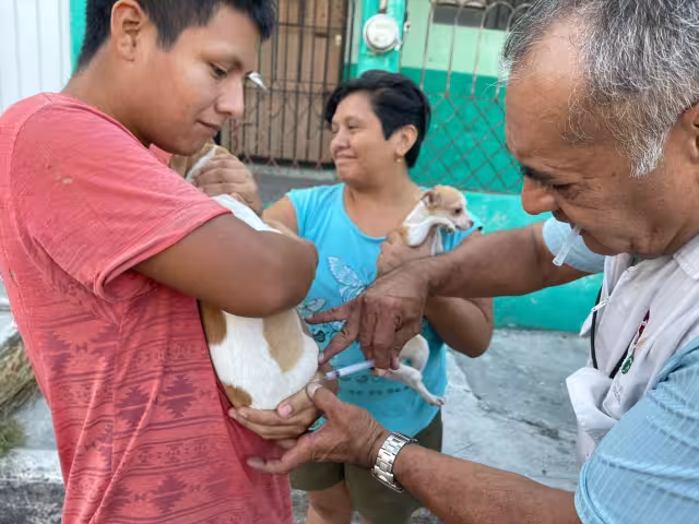 La Secretaría de Salud de Campeche realiza hoy una jornada gratuita de vacunación antirrábica en todo el estado.

