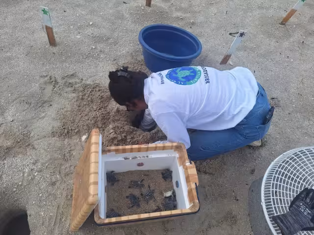 La UNACAR implementará un proyecto de conservación de tortugas marinas con una inversión histórica de más de dos millones de pesos.