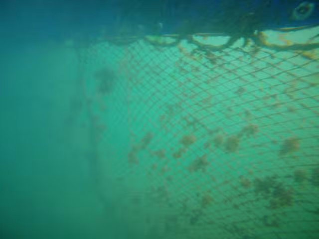 La situación es crítica ya que colocaron las barreras en zonas arrecifales.