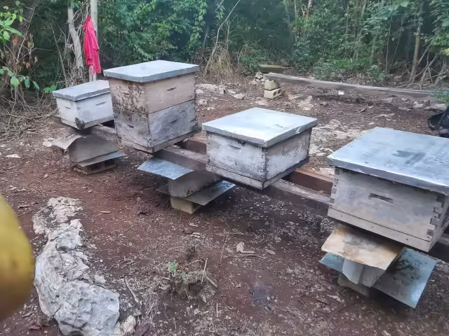 La muerte masiva de abejas alertó a productores de San Juan de Dios y áreas cercanas; el subsecretario de Gananería dijo que se ordenó la incineración de 51 colmenas.