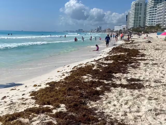 Informes indicaron que el mayor daño a las costas por el sargazo ocurriría en Semana Santa, antes del Mundial; la zona más crítica va de Xcalak a Playa del Carmen