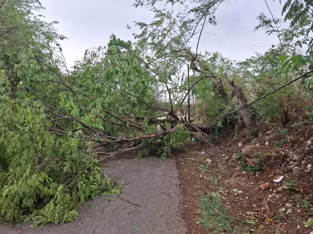 Desastre por tormenta en La Conquista: árboles caídos, calles inundadas y semáforo inutilizado