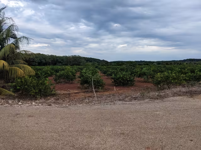 Ahora se cultivan limones