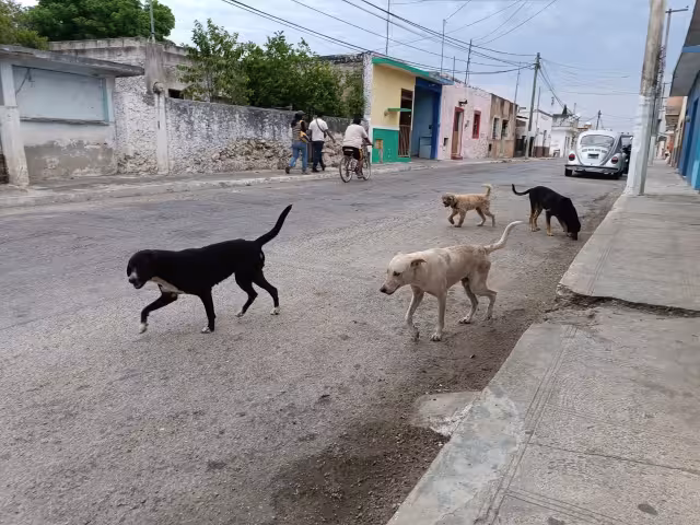 Las jaurías ponen en peligro a los transeúntes y conductores.