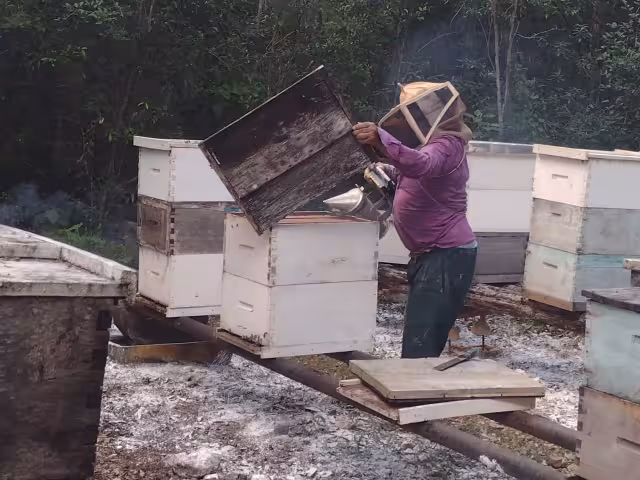 Robos de colmenas y alzas de abejas afectan a apicultores de Tenabo.