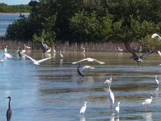 En la ciénega de Chabihau llegaron garzas, patos, pelícanos y flamencos
