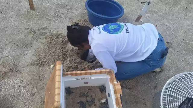 La UNACAR implementará un proyecto de conservación de tortugas marinas con una inversión histórica de más de dos millones de pesos.