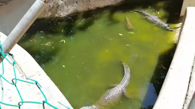 Los cocodrilos viven entre agua sucia