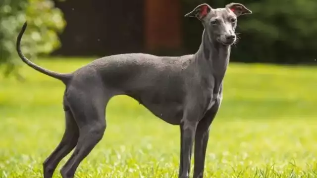 Un perro galgo italiano resultó positivo a la prueba para detectar la viruela del mono, que fue comparada con la de un paciente activo