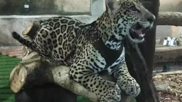 Una de las especies silvestres que estaban dentro de Animalandia en Playa del Carmen son cachorros de jaguar y tigre