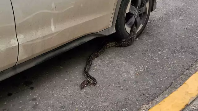 La serpiente, de aproximadamente más de un metro de largo, quedó atascada en una llanta, por lo que testigos en el lugar buscaron formas para liberarla