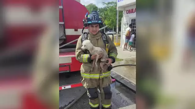 El 'lomito' rescatada de un incendio en Playa del Carmen resultó con quemaduras, por lo que fue llevado al Centro de Bienestar Animalo de la ciudad