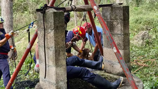 El dueño informó que Bingo había desaparecido desde la tarde del jueves y, al escuchar su llanto, lo encontró en el fondo del pozo