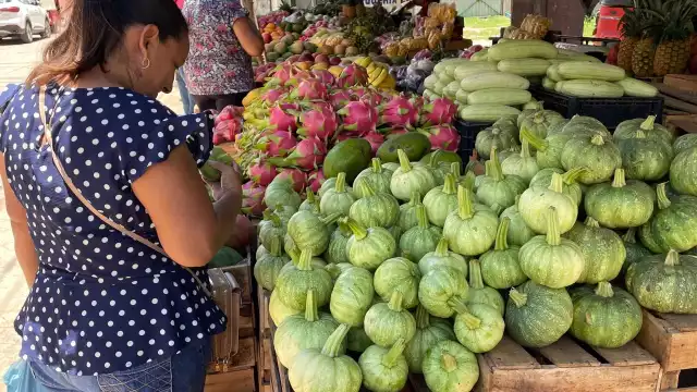 Los Chenes impulsa precios bajos de la calabaza “Dzolita” en Campeche