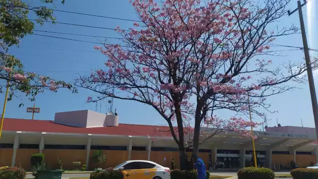 Los árboles de la especie maculis ya florecen