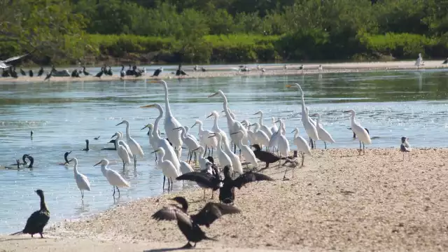 Desde noviembre, las aves comenzaron a llegar en parvadas a Chabihau, Yucatán