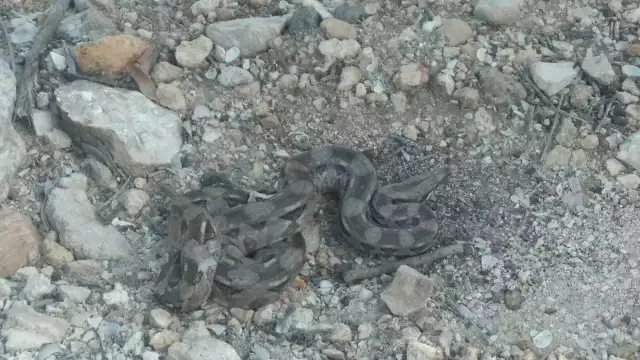 La boa medía aproximadamente metro y medio