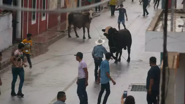 Los participantes del evento corrieron detrás de los toros