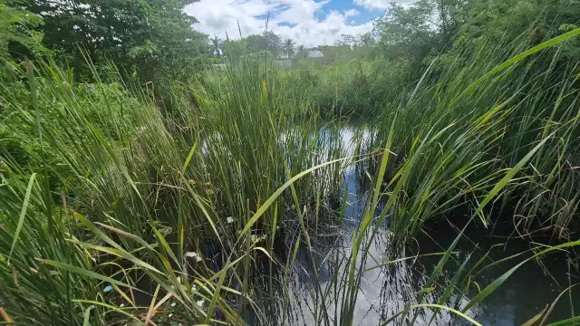 Peligro en colonia Nueva Jerusalén: agua estancada y mosquitos desatan alarma por dengue