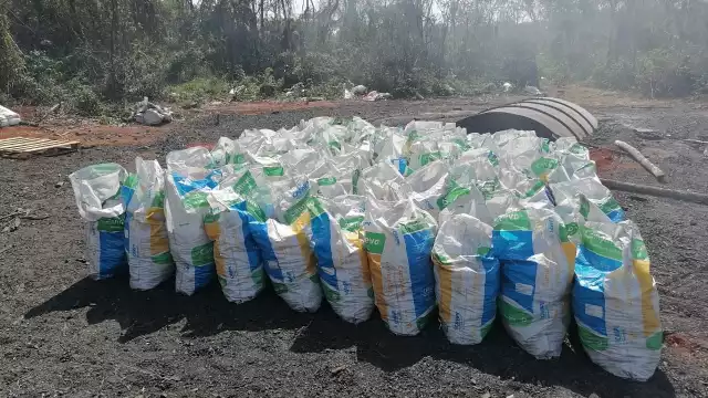 El líder maya señala que los menonitas talan árboles milenarios para vender carbón vegetal a 3 pesos el kilo