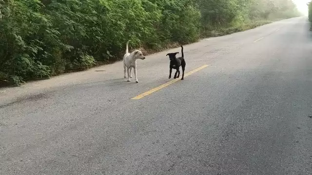 Automovilistas dijeron que estos animales podrían ocasionar algún accidente, sobre todo por la noche, ya que salen de la maleza y persiguen a los transeúntes