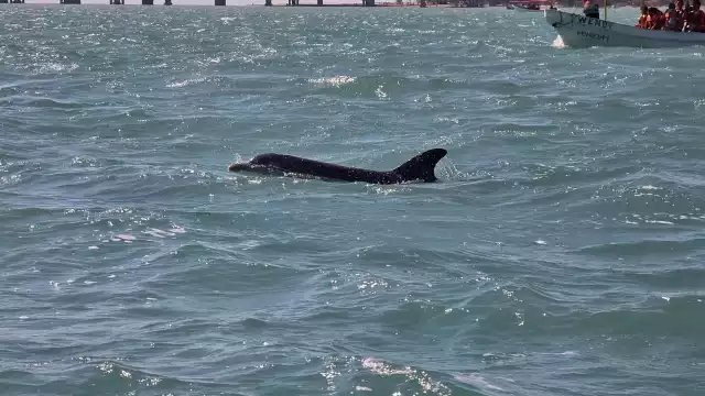 Delfines dejarán los espectáculos: proponen la Laguna de Términos como santuario marino