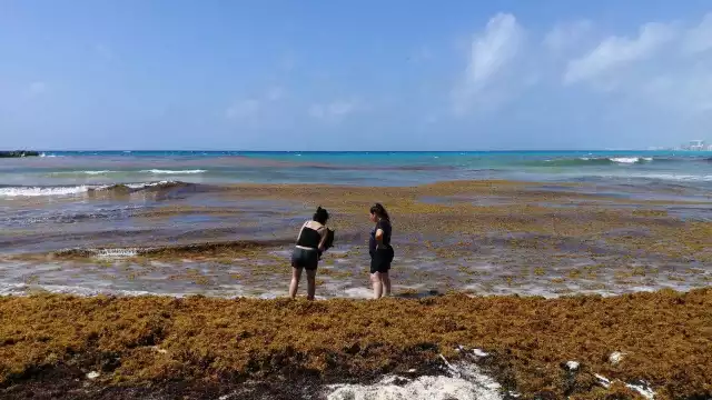 Se asignaron casi 16 mdp para un estudio de valorización del sargazo