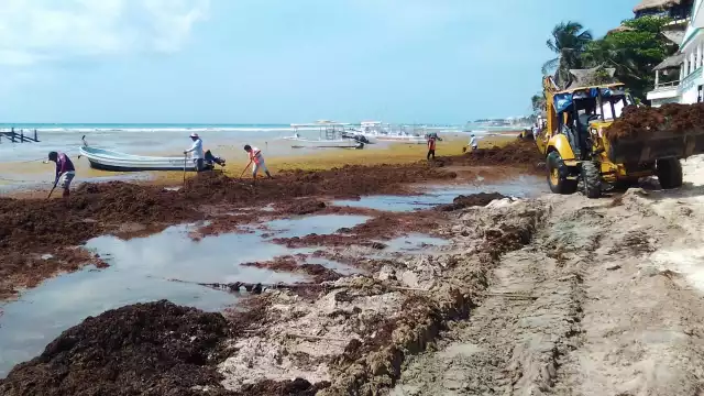 Playa del Carmen es uno de los destinos que tuvo mayor afectación por el sargazo durante la temporada del 2021