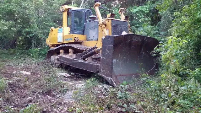Con máquina de trascabo, presuntos invasores derribaron decenas de árboles en comunidades de Playa del Carmen