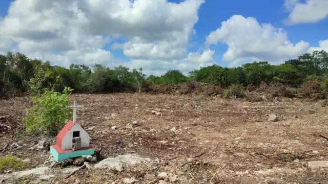 Son 800 hectáreas despojadas
