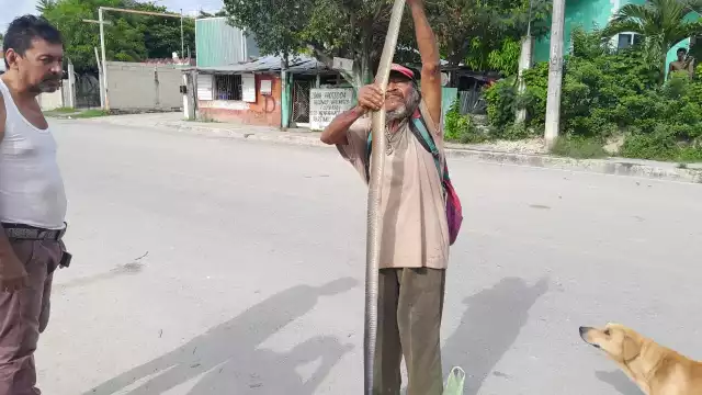 Un habitante de la colonia Emiliano Zapata encontró una culebra Oxcan saliendo del drenaje de su baño