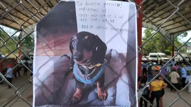 Vecinos desconocen la identidad o rasgos del ladrón