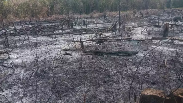 Cerca de 40 brigadistas combaten con el incendio entre Campeche y Quintana Roo