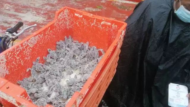 Al menos 11 elementos de apoyo, consiguieron recolectar 130 crías de tortugas marinas