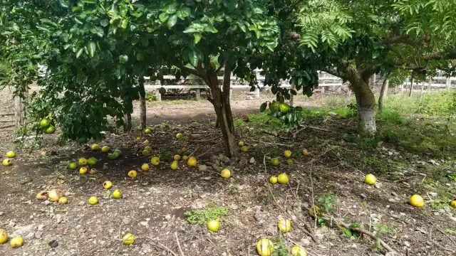 Las aves no tienen nada qué comer y pican la fruta, afirman los productores