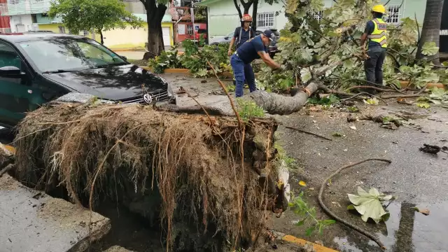 Varios árboles han caído sobre vehículos