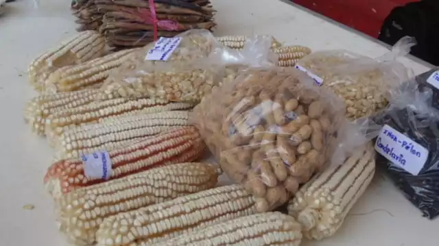 Ante la escasez de la especie de elote, los productores deben conformarse con el híbrido