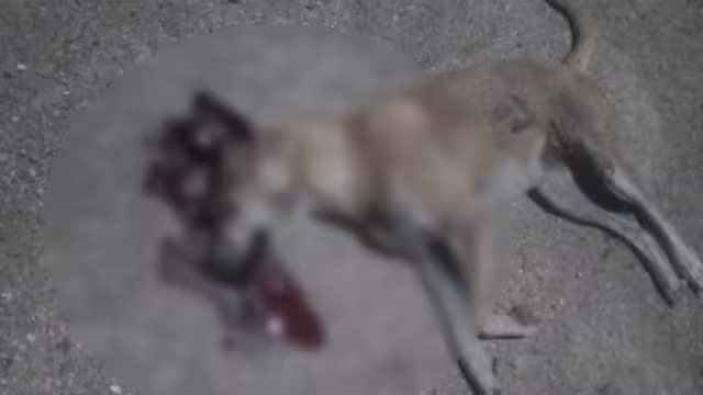 En varias zonas de la localidad la población refiere que hace falta más compromiso y atención hacia los seres más vulnerables