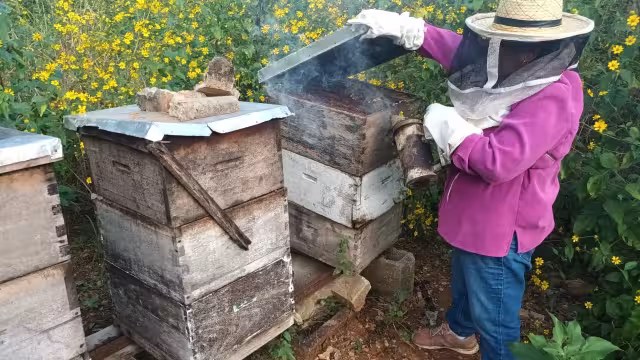 Apicultores han registrado graves pérdidas en sus colmenas