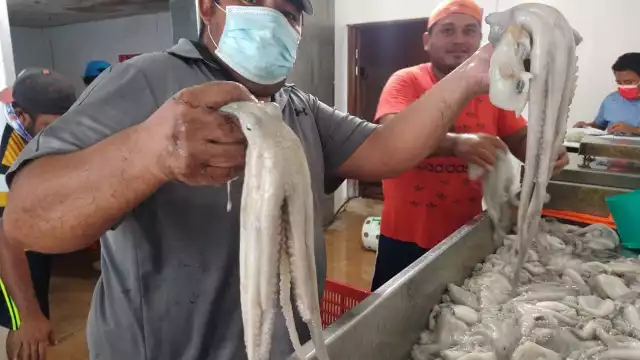 Los pescadores se alejaron hasta seis millas de la costa, lograron capturar entre 15 y 20 kilos del molusco