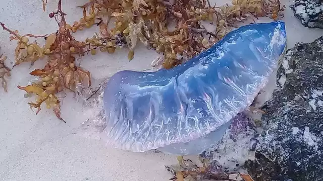 Los guardavidas recogieron a la medusa y se intensificaron los recorridos para informar a los visitantes sobre el avistamiento de estas especies