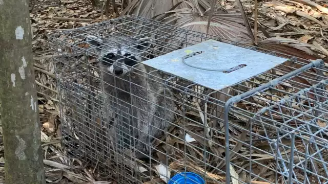 El área natural protegida Laguna Colombia es un sitio prioritario para los ciclos biológicos de fauna y flora silvestre