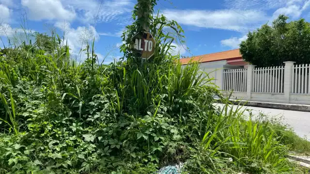 En Champotón, múltiples señales de tránsito presentan deterioro, están caídas o cubiertas de maleza