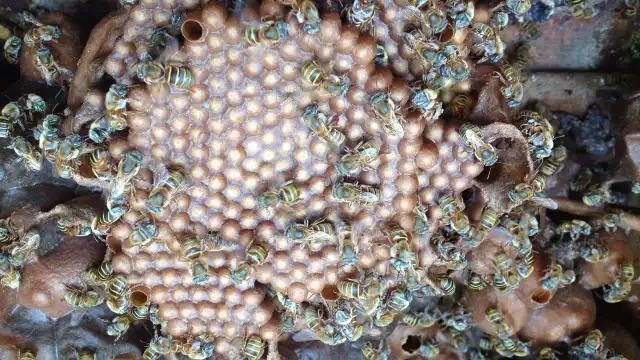 Hay 17 tipos de abejas nativas, pero en Casa Itzamná cuentan con cinco especies