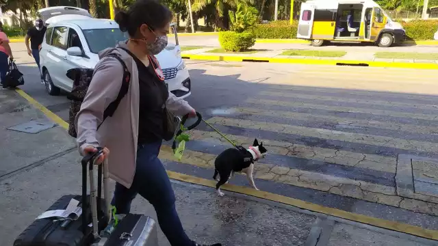 La raza Pug no pueden viajar en el compartimiento de equipaje debido a su tipo de nariz, achatada lo que le impide respirar