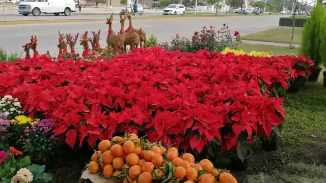 Foto:  Irene Barradas