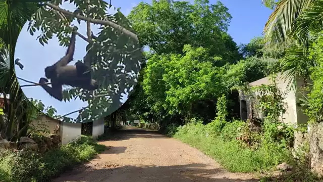 Los pobladores temían que el primate fuese lastimado por los curiosos