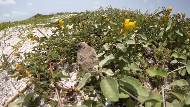 Foto: Agustín Ferrer